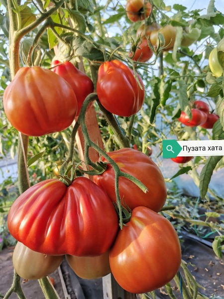 Топ- 5 томатов для начинающих огородников.